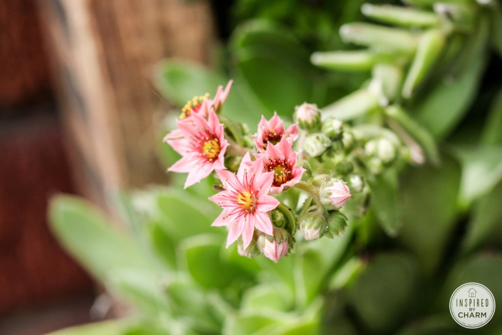 Hens and Chicks Wall Planter via Inspired by Charm