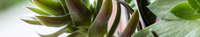 Hens and Chicks Wall Planter via Inspired by Charm