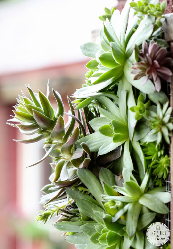 Hens and Chicks Wall Planter via Inspired by Charm