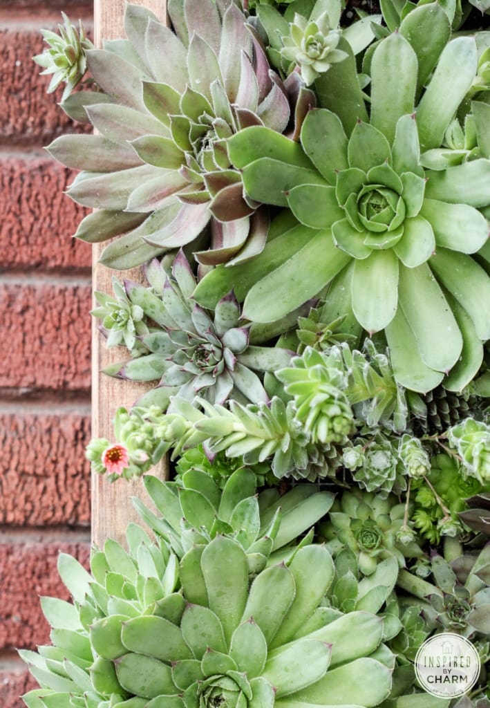Hens and Chicks Wall Planter via Inspired by Charm