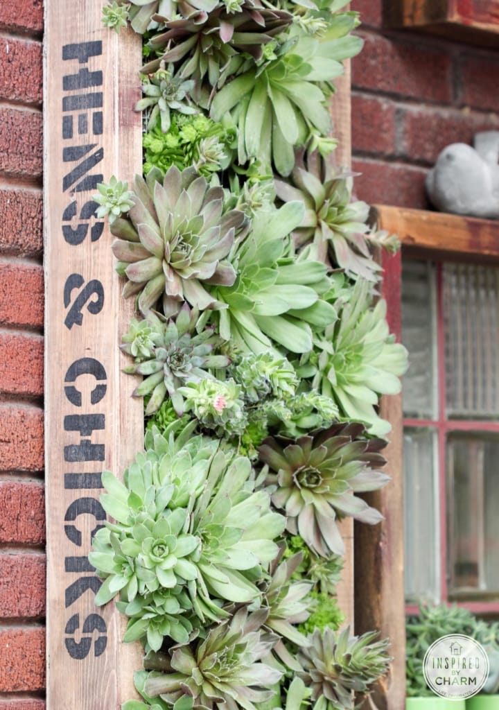 Hens and Chicks Wall Planter via Inspired by Charm